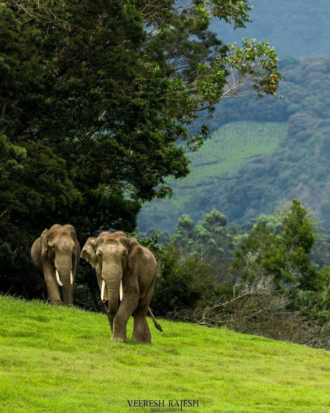 Munnar Thekkady Tour