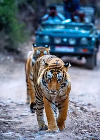 Wildlife Safari with Tigers